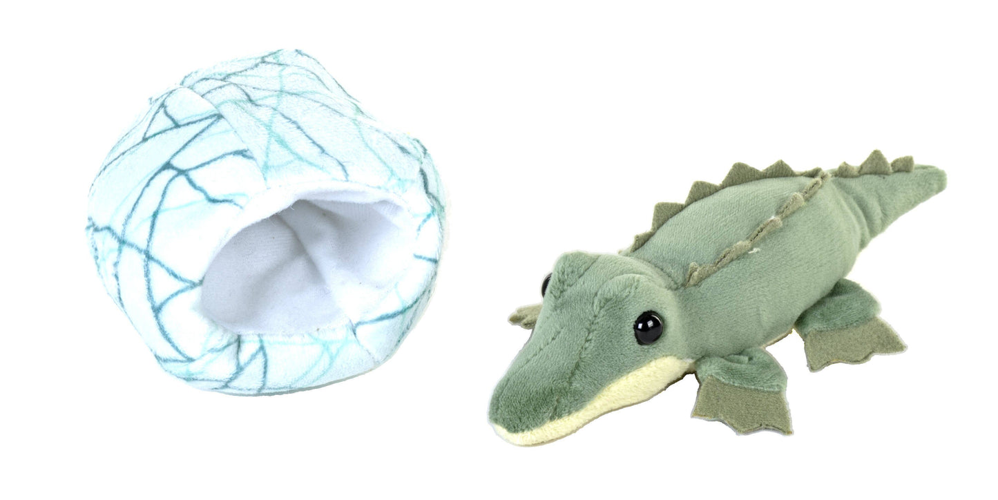 Hatchling Crocodile