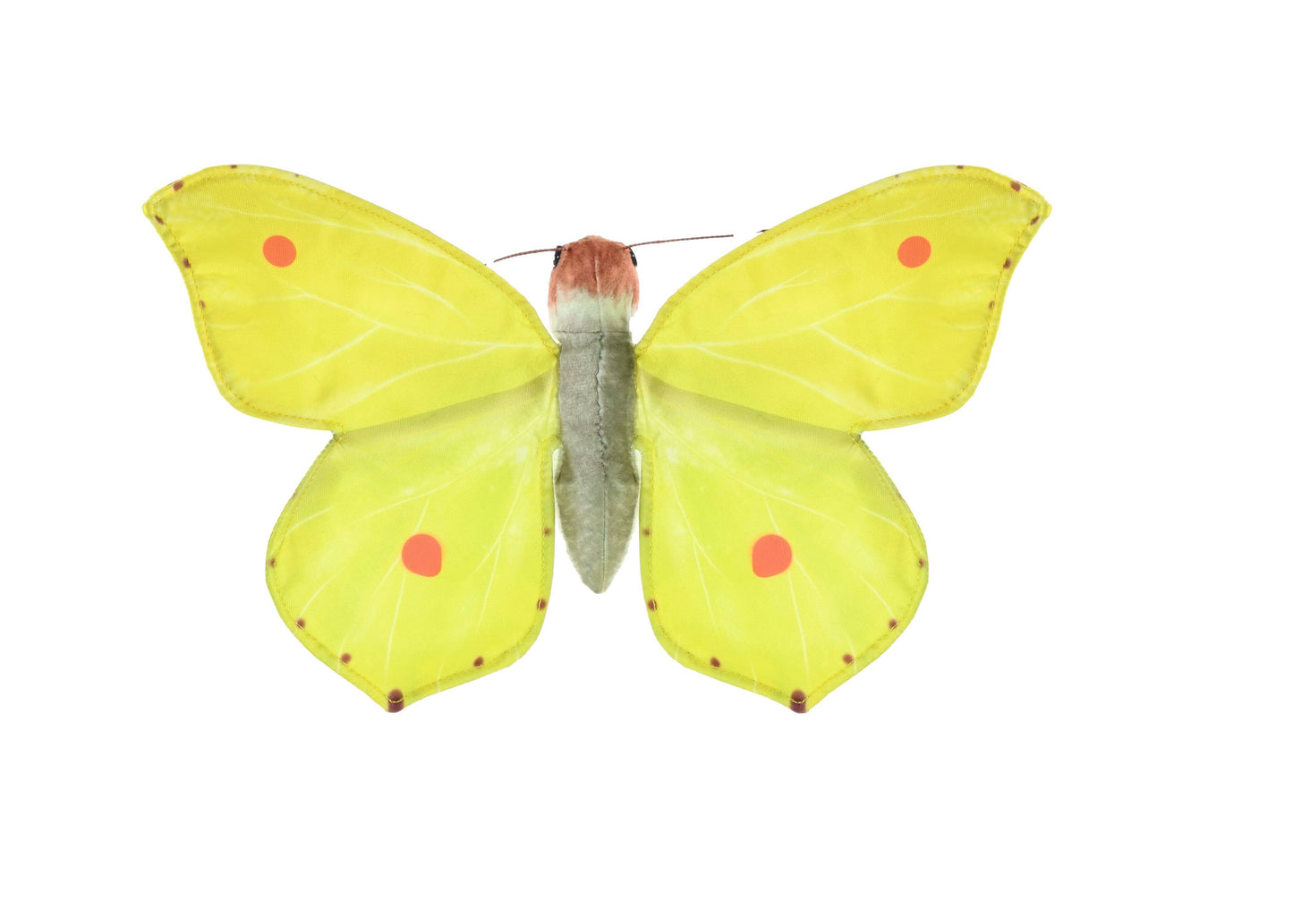 Butterfly Common Brimstone