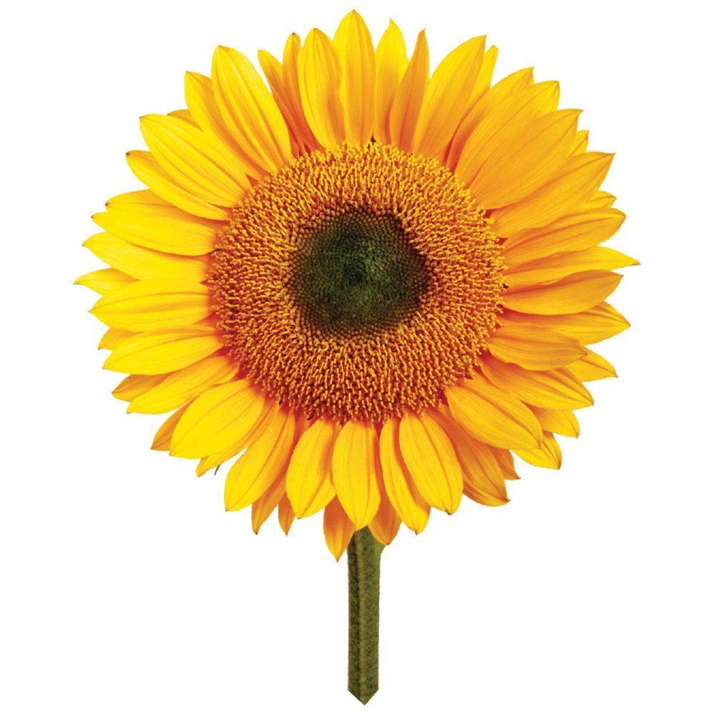Giant Sunflower | Grow your own Sunflower