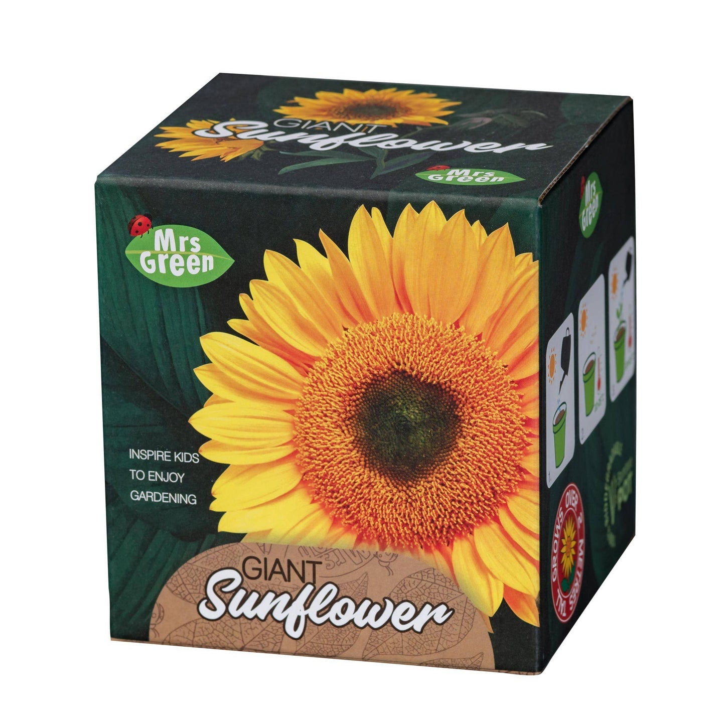 Giant Sunflower | Grow your own Sunflower