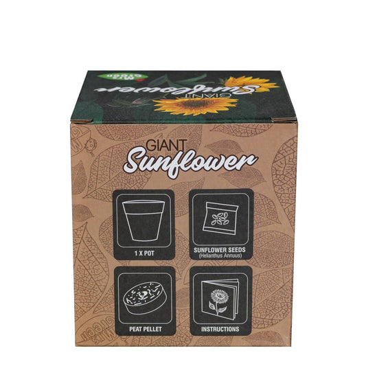 Giant Sunflower | Grow your own Sunflower