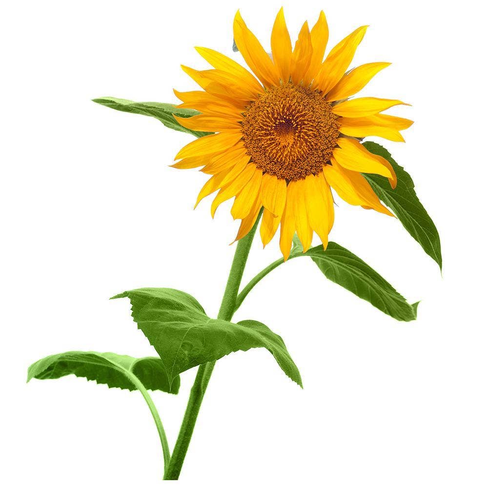 Giant Sunflower | Grow your own Sunflower
