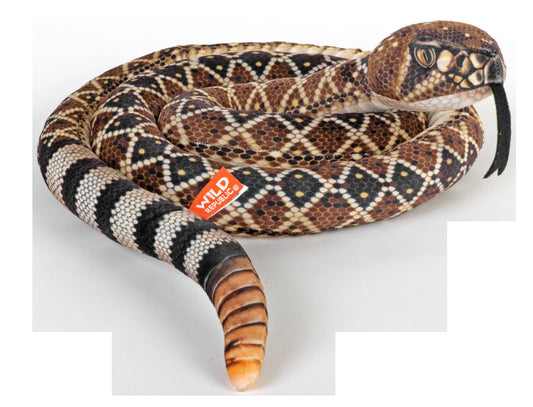 Snake - Living Diamondback Rattlesnake