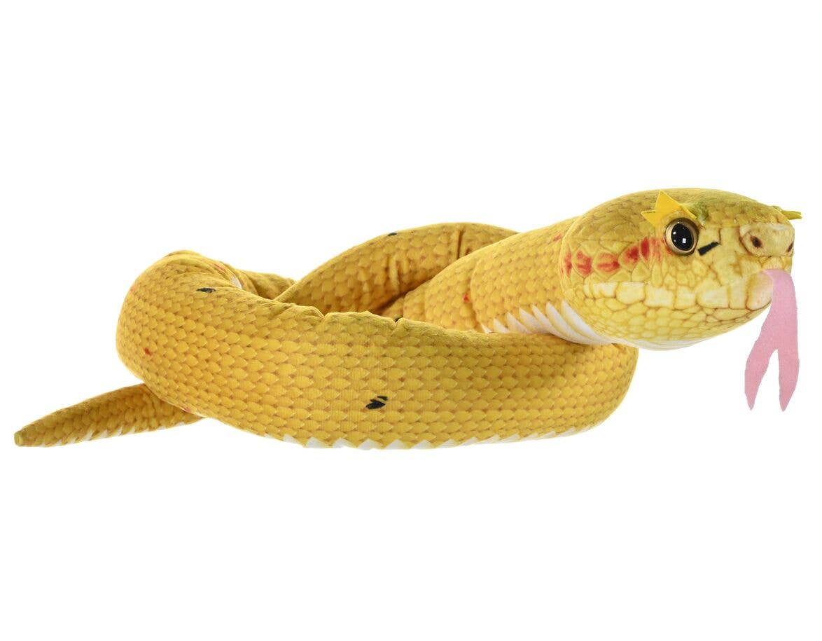 Snake Eye Lash Viper