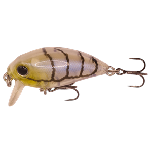 Kody Shallow 36 - 128 Olive Clear Shrimp